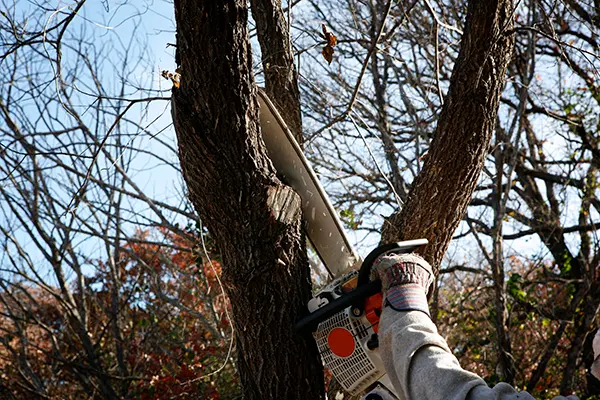 Tree Trimming Services